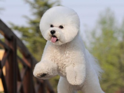 贵宾犬的价格、性格和饲养特点（以贵宾犬多少钱一只？贵宾犬的性格好吗？）