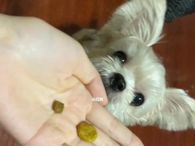 四个月狗为什么不嚼干狗粮？（探究狗狗对干粮的消化吸收和咀嚼行为）