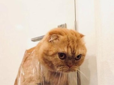 追寻自由的猫门奇趣（揭开猫咪对开门的无限热爱之谜）