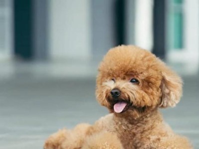 茶杯泰迪犬——理想的宠物伴侣（迷人的外貌和温和的性格，让茶杯泰迪犬成为最受欢迎的宠物选择）