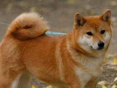 探寻你的狗狗是否属于贵族犬的（通过暴露经历实力揭示你家狗狗的身份）
