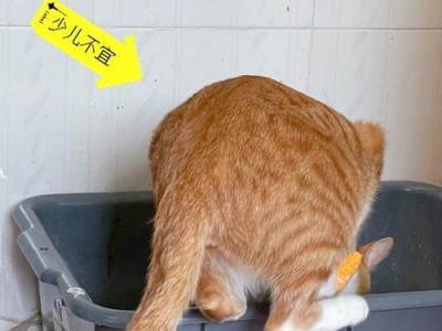 为什么猫要在窝里拉屎？（探讨猫咪选择窝里拉屎的原因及其影响）