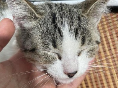 小猫的鼻子——神奇的感知器官（探索小猫鼻子的奥秘，揭开它的感知之谜）