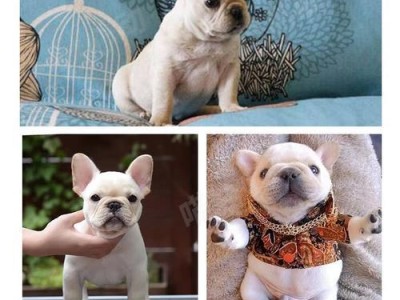 如何照顾法斗？法国斗牛犬幼犬的养护指南（从饲养到训练，打造快乐健康的法斗生活）