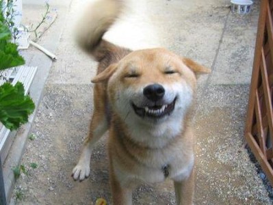 成年狗的兴奋源头（探究成年狗为何如此兴奋以及背后的原因）