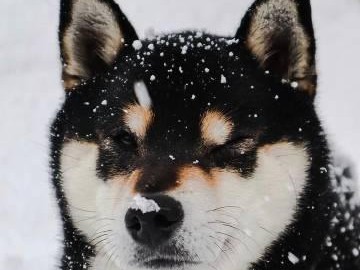 黑色柴犬的价格及喜好调查（探讨黑色和黄色柴犬的价格差异及人们的喜好）