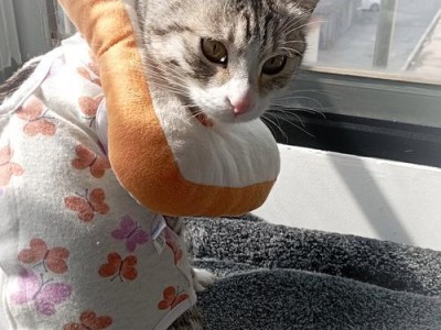 猫咪常见药物及用途详解（了解猫咪可以使用的药物种类和治疗效果）