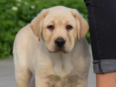 探索狗狗世界（解读不同犬种的特点与魅力，发现狗狗们的独特之处）