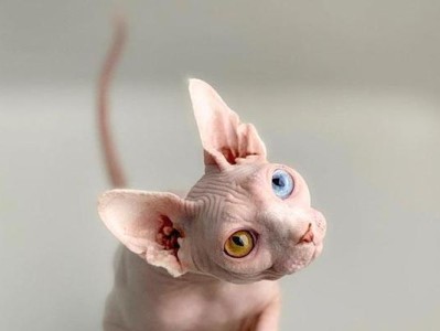 以斯芬克斯猫的饲养方法（如何照顾你的以斯芬克斯猫？）