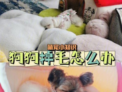 丝毛梗掉毛程度适中，毛量较稳定（丝毛梗的特点及掉毛情况分析）