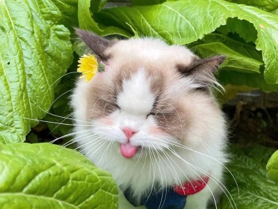 布偶猫的神奇变身（梦中的布偶变成了真正的猫咪，故事里的奇妙旅程）