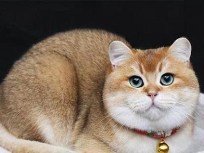 英国短毛猫最受欢迎的颜色（探索英国短毛猫最受欢迎的几种颜色及其特点）