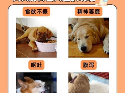 狗狗肠炎康复饮食指南（肠炎恢复后如何科学选择狗狗食物）