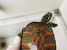 以宠物为主，让你的裙边龟健康快乐（以宠物为主，让你的裙边龟健康快乐）