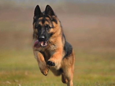 如何正确饲养牧羊犬（新手养牧羊犬的必备指南）