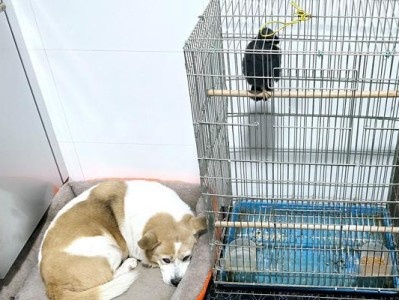 狗狗独处时的恐惧与应对方法（晚上家里没人，狗狗会害怕吗？如何帮助狗狗克服恐惧？）