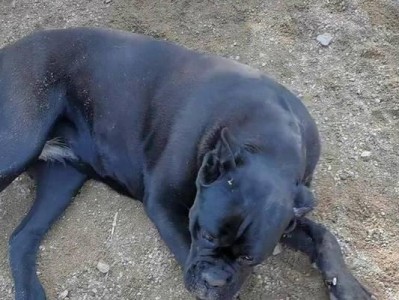 详解卡斯罗犬的饲养方法（了解卡斯罗犬的生活习性，让它健康成长）