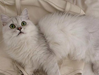 波米拉猫的饲养方法（一只健康快乐的宠物猫的养护之道）