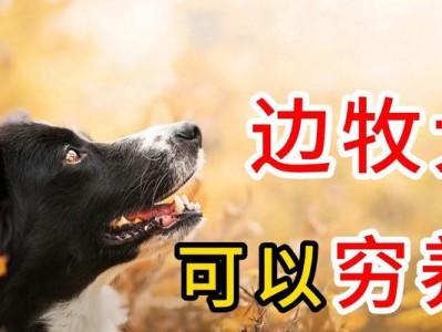 边牧犬（为何饲养边牧的人并不多？）