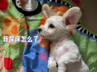 狗狗为什么会尿床上？（探寻狗狗尿床行为的原因和解决方法）