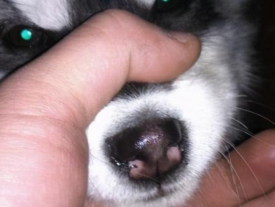 宠物幼犬鼻涕流黄绿怎么办？（预防、治疗及护理措施）