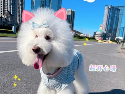 泰迪太瘦了怎么办？（帮泰迪犬增肥的有效方法）