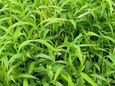 兔子不吃草？这些草可以替代！（探索适合兔子食用的替代草种类）