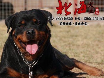 了解罗威纳犬（罗威纳犬价格、纯种挑选技巧及饲养建议一览）