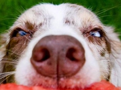 狗狗可以吃梨吗？揭秘宠物饮食中的重要细节（了解宠物饮食的基本规则，才能为它们提供全面营养）