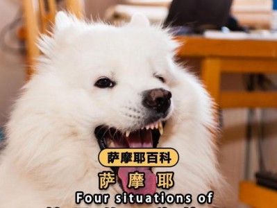 萨摩耶三个月时的饮食要点（了解幼犬饮食需求，让萨摩耶健康成长）