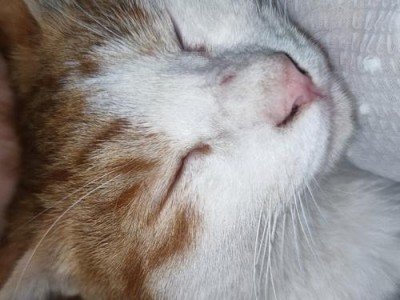 为什么小猫不粘人？（探索小猫独立性格的原因）