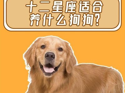 如何以每月300元养好一只比熊犬（实用的养狗经验分享，让你轻松拥有快乐的宠物生活）
