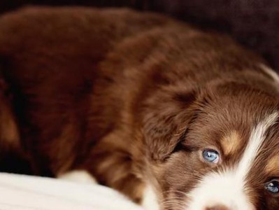 狗狗的睡眠时间与健康（狗狗睡觉的最佳时间、狗狗睡眠不足的影响、如何帮助狗狗睡得更好）
