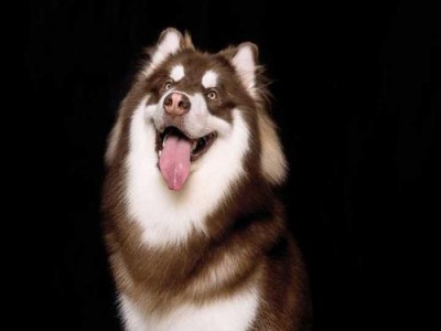 解决阿拉斯加幼犬拉不成形的屎的问题（如何改善幼犬排便问题，让宠物健康成长）