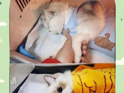 猫绝育后恢复需要多久？（绝育猫的恢复时间及注意事项）
