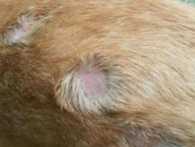 狗狗吃咸了的坏处（咸食对狗狗健康的影响及预防方法）