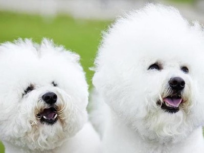 比熊犬与泰迪犬（比熊犬与泰迪犬的外貌、性格、护理等方面的差异）