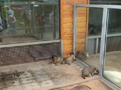 如何科学饲养土拔鼠？（宠物爱好者必看，萌宠土拔鼠养成指南）