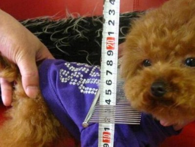 幼犬体温测量及正常范围（了解幼犬体温的重要性及正确测量方法）
