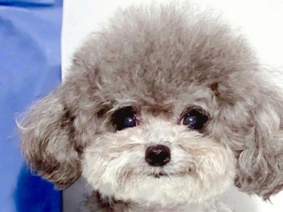 养泰迪犬的小伙伴必读！（掌握这些养犬技巧，让你的泰迪宠物更健康快乐）