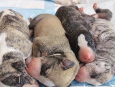 如何挑选比特幼犬？（了解比特幼犬的特点和挑选要点）