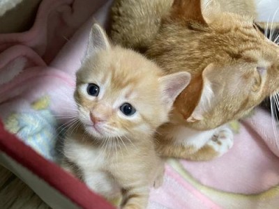 探秘两月小猫的成长历程（了解小猫的大小和行为习惯）