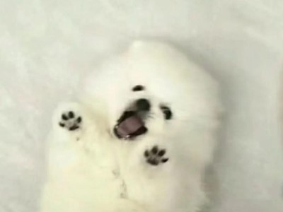 探讨博美幼犬打嗝原因和解决方法（为什么博美幼犬老是打嗝？如何处理？）