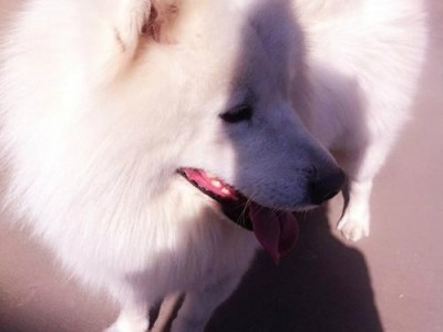 运动让宠物犬更加健康（从小事做起，让你的萨摩身体倍儿棒！）