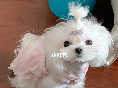 我与马尔济斯犬的友谊（以文静孩子为主角的宠物故事）