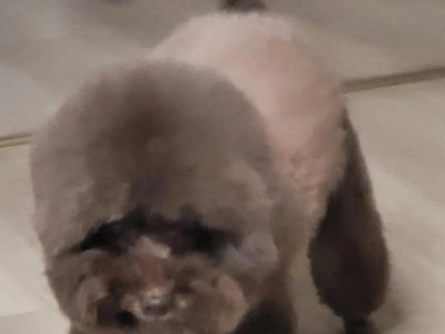 泰迪狗狗为什么老咬牙？（了解泰迪狗狗咬牙的原因和解决方法）