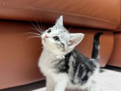 如何饲养一只褴褛猫——细节让你成为宠物养护专家