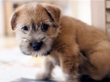如何合理饲养罗福梗犬（关注健康，让宠物快乐生活）