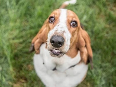 如何正确饲养以巴吉度犬（掌握以巴吉度犬的特点，让它成为您的最佳伴侣）