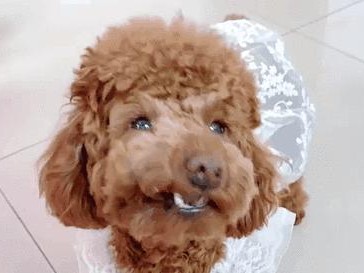 泰迪的眼泪，寄托了无尽的情感（探寻泰迪流泪背后的真相与意义）